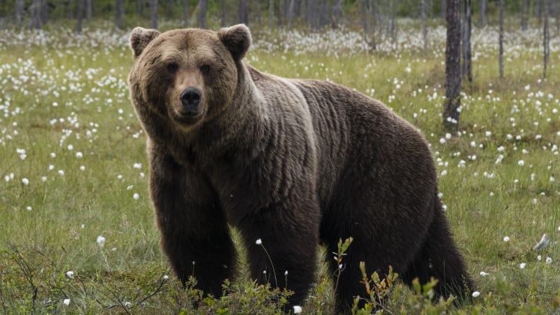 Medvědi děsí kosovskou vesnici. Ulicemi se potulují jak domácí zvířata, ukazují záběry