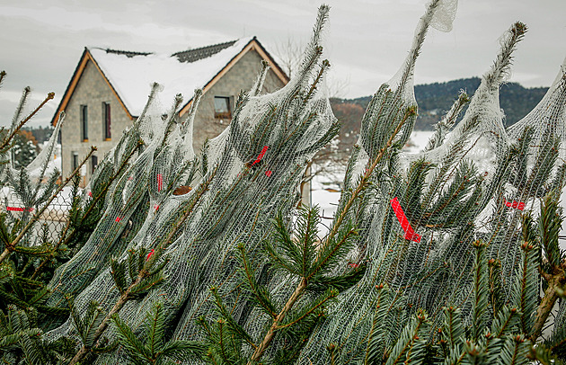 Na jaře mrzlo, stromky zdražily. Za jedli dá kupující přes tisícovku