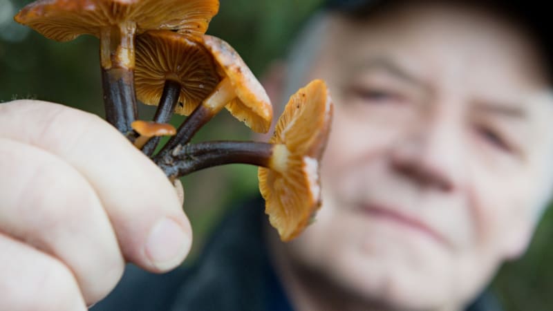 Jedlé houby rostou i v zimě. Jsou zdravější, navíc si je v lese hůř spleteme s těmi jedovatými