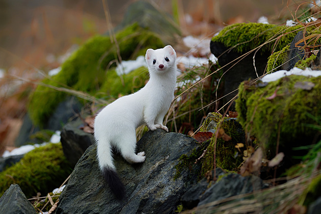 Se sněhem splývají. Geniální zvířecí otužilci, kteří umí převléci kožíšek
