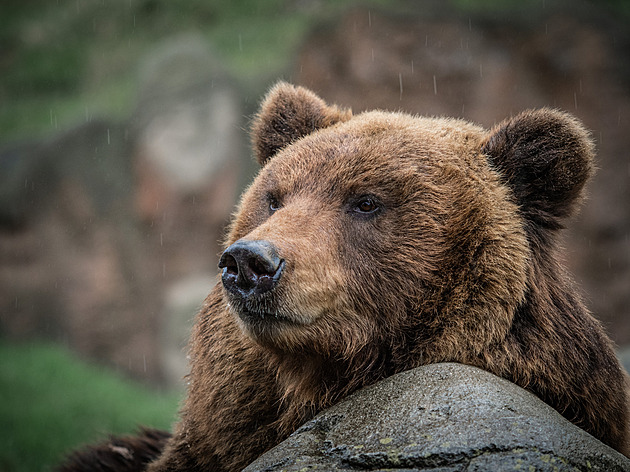 Brněnská zoo přišla o medvědici Kamčatku, její stav se dlouhodobě zhoršoval