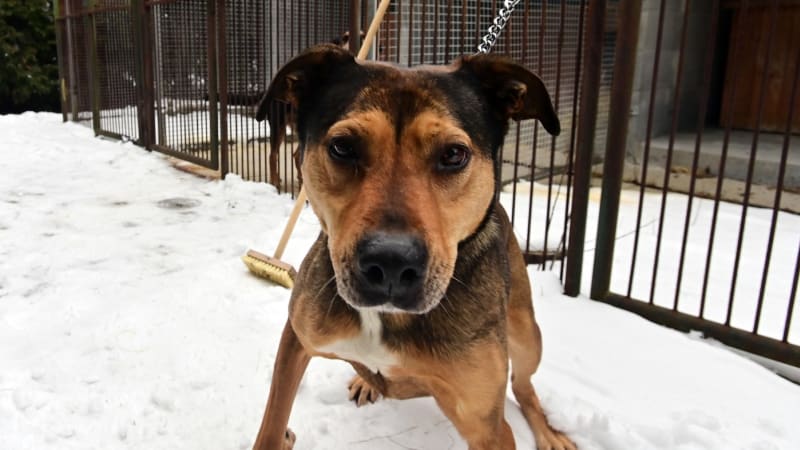 Z podpory útulků se v Praze vyklubala seznamka pro muže. Měly dorazit modelky a influencerky