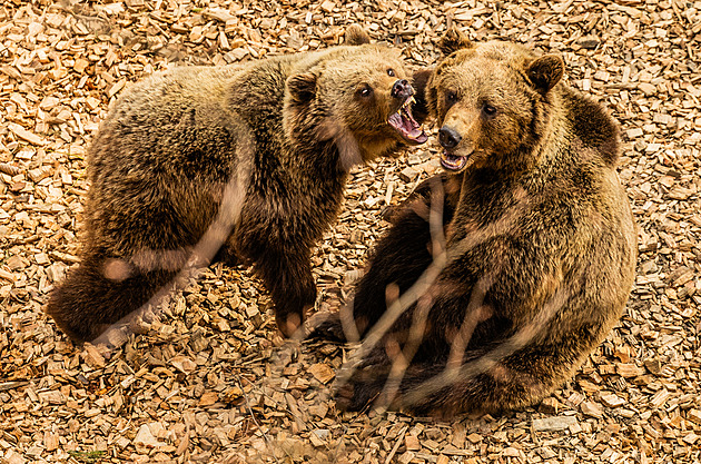 OBRAZEM: Medvědi do Krkonoš. Slovenský Michal s Alicí si už hrají ve výběhu