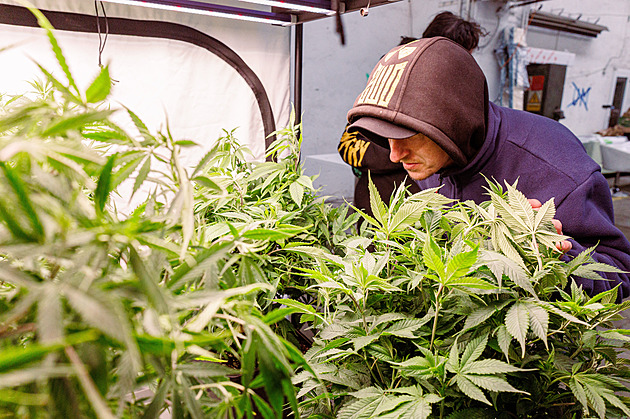 Konopí pomáhá ke zrání sýra a staví se z něj domy. Zázračné účinky ukáže Growfest