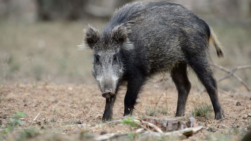 Vážná nákaza u českých hranic: Tvrdě nás to zasáhlo, přiznala ministryně o moru prasat