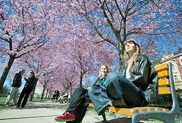 OBRAZEM: Sakury, narcisy i magnolie. Plzeň rozkvetla do krásy, podívejte se