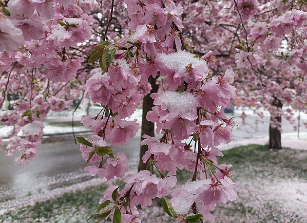 OBRAZEM: Na skok zpátky do zimy. Sníh zasypal květy sakur, narcisy i tulipány