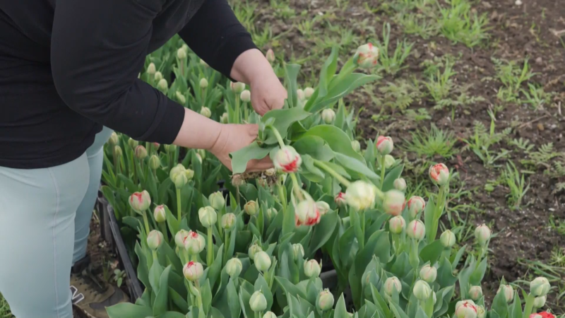 Jarní šílenství po tulipánech. V samosběrech se po nich zaprášilo, zmizely i nerozkvetlé