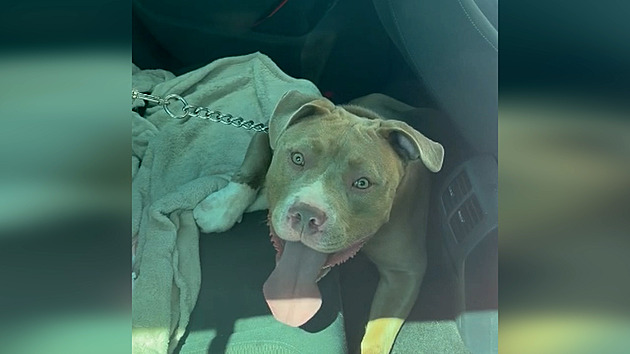 Zoufalý staford v rozpáleném autě utrhl obojek, majitelka je podezřelá z týrání